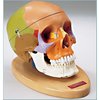 Denoyer-Geppert Anatomical Model, Prem Painted Teaching Skull w/Hardwood Base SK80PB